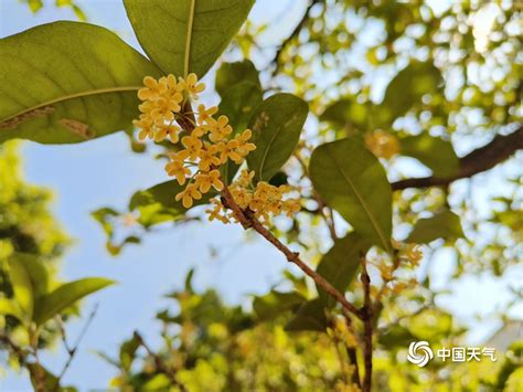 桂林桂花|藝廊說丨说到桂花，我只认桂林的！